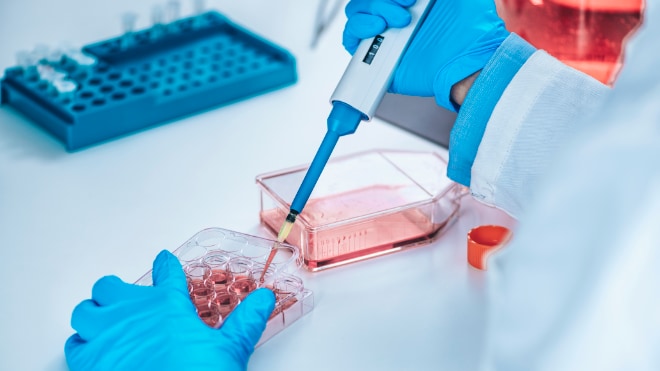 A researcher in a laboratory works with cell cultures.